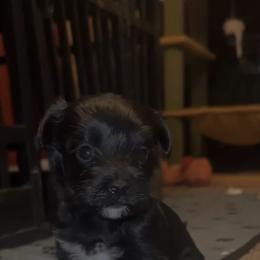 Beau - Black male Morkie puppy in Aliquippa, Pennsylvania from The Morkie Mom