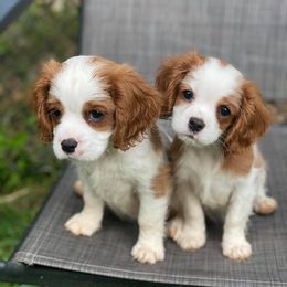 Cavalier King Charles Spaniel Puppies from iHeart Cavaliers