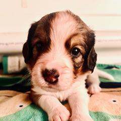 Boq Boy - White and red male Nederlandse Kooikerhondje puppy in Gainesville, Florida from Ambermoon Kooikerhondje Blackamber Greater Swiss Mountain Dogs