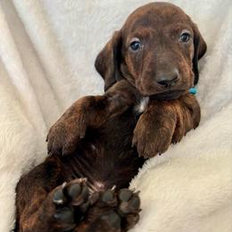 Blue Collar Boy - Brindle male Dachshund puppy in Baltimore, Maryland from Passport Dachshunds