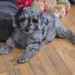 Emmett - Merle male Goldendoodle puppy in Maryland from Grind Stone Breeding Kennels