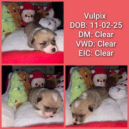 Vulpix - Red female Pembroke Welsh Corgi puppy in Macon, Georgia from Middle Georgia Saints and Corgis