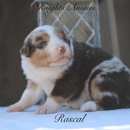 Rascal - Red merle male Australian Shepherd puppy in Ceres, California from Knight's Aussies