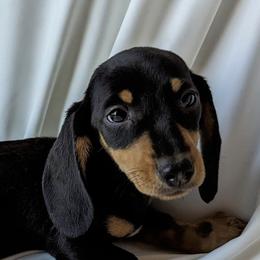 Dachshund Puppies from Valhallah Farms