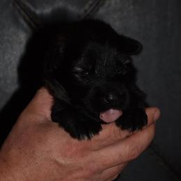 Pink Collar Female - Sable female German Shepherd puppy in Mariana, Florida from Haus M Godwin
