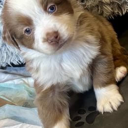 Maple - Red merle female Toy Australian Shepherd puppy in Princeton, Louisiana from Legacy Hill Aussies