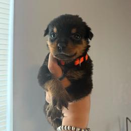 Female1 - Black and mahogany female Rottweiler puppy in Cleveland, Texas from Vom Haus Fantasy Rottweiler Kennel