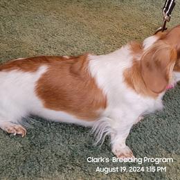 Dachshund Puppies from CLARK'S BREEDING PROGRAM