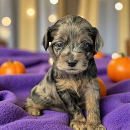 Jigsaw - Merle male Cockapoo puppy in Sparta, Missouri from Sis' Doodles & Poodles