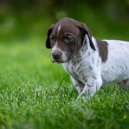 Girl 2 - female German Shorthaired Pointer puppy in Pasco, Washington from TJ’s High Country Kennel
