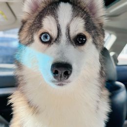 Colin - Wolf sable Pomsky puppy in Connecticut from Elle Pomsky