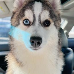 Colin - Wolf sable Pomsky puppy in Connecticut from Elle Pomsky