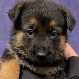 Boy - Bi-color male German Shepherd puppy in Bennington, Vermont from Vom Eichenhain GSD's