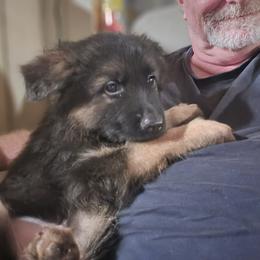 Black - Black and red female German Shepherd puppy in Carbondale, Kansas from T and M Elite Europeans German Shepherds