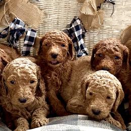 Poodles and Teddy Roosevelt Terriers from Shenanigans Red & Apricot Standard Poodles