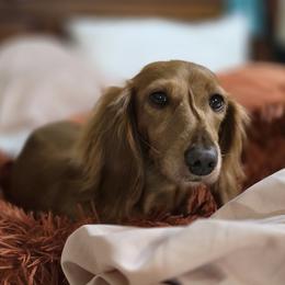 Foxy - Dachshund