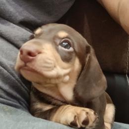 Reese - Chocolate and cream male Dachshund puppy in Salome, Arizona from Boopenstein Doxies