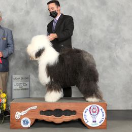 Monet - Old English Sheepdog