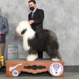 Monet - Old English Sheepdog