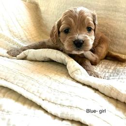 Madison - Buff and white female Cockapoo puppy in Spring Valley, Wisconsin from Filipiak Breeders