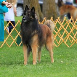 Jet - Belgian Tervuren
