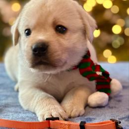 Orange Collar - Yellow male Labrador Retriever puppy in Ocala, Florida from SoFlo Labradors