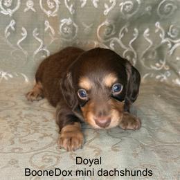 Doyal - Chocolate and tan male Dachshund puppy in Lexington, Oklahoma from BooneDox Miniature Dachshunds