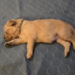 Green Collar - Golden female Golden Retriever puppy in El Dorado Hills, California from Asperheim Golden Retriever Puppies