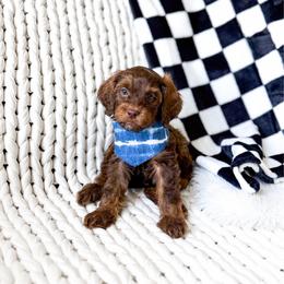 Caspian - Phantom male Goldendoodle puppy in Springville, Utah from Happy Doodle