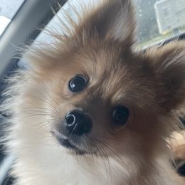 Fen - Pomeranian
