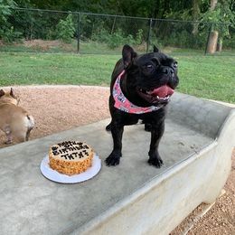 French Bulldogs from Narco Frenchies