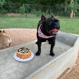 French Bulldogs from Narco Frenchies