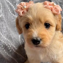 Tita - Apricot female Maltipoo puppy in Bakersfield, California from Silvia's Maltipoos