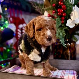 Johnny - Red  male Goldendoodle puppy in Knoxville, Tennessee from Graystone Doodles