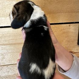 Male 4 - Black brown and white male Basset Hound puppy in Lindley, New York from Hill Top Basset Hounds & Cane Corso