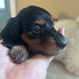 Faith - Black and tan female Dachshund puppy in Argos, Indiana from TKO Doxies