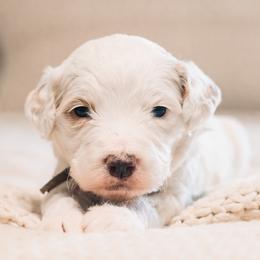 Thumper - Parti male Goldendoodle puppy in Lima, Ohio from Hommel’s Mini Darling Doodles