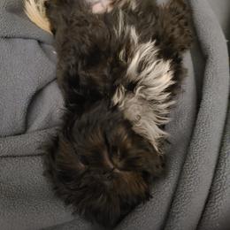 Shih Tzu Puppies from Tammy's Shihtzu Shack