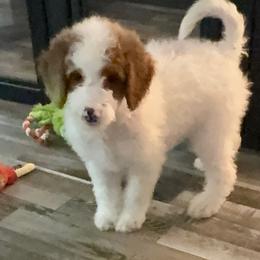 Ocean - Parti male Goldendoodle puppy in Wayland, New York from Loris Pampered Pooches💕
