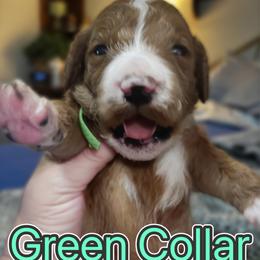 Green Collar - Parti male Goldendoodle puppy in Eunice, Louisiana from Maison De Pawz