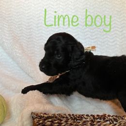 Goldendoodle Puppies from Jaymie's Doodles