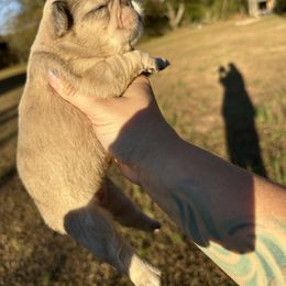 Noel - Fawn female French Bulldog puppy in Loganville, Georgia from Diamond In The Ruff