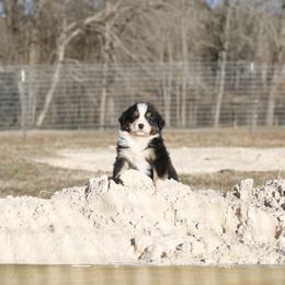 BTM1 - Black tri-color male Australian Shepherd puppy in Warm Springs, Georgia from Out West Aussies
