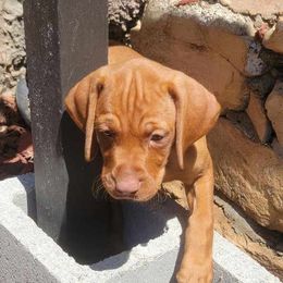 Vizslas from Clay's Vizsla