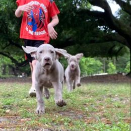 Goldendoodle, Great Dane, and Weimaraner Puppies from DoodleDandy & Danes