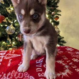 AKC Lyra - Red and white female Siberian Husky puppy in Cedarville, Ohio from Evereve Kennels