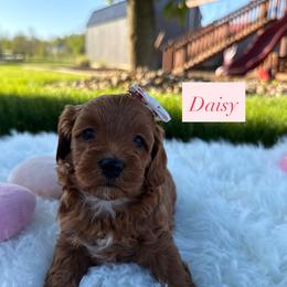 Daisy - Red female Cavapoo puppy in Port Orange, Florida from Royal doodles of Florida