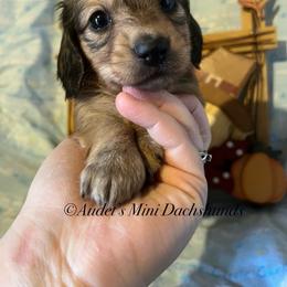 Louie - Cream male Dachshund puppy in East Dover, Vermont from Audet’s Mini Dachshunds
