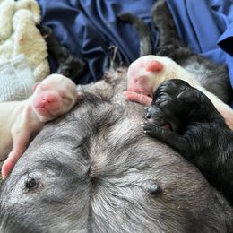Shorkie Puppies from Lee's Pups