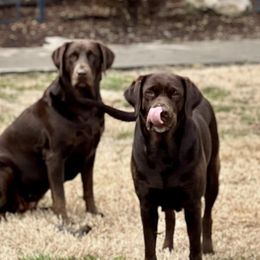 Koa - Labrador Retriever